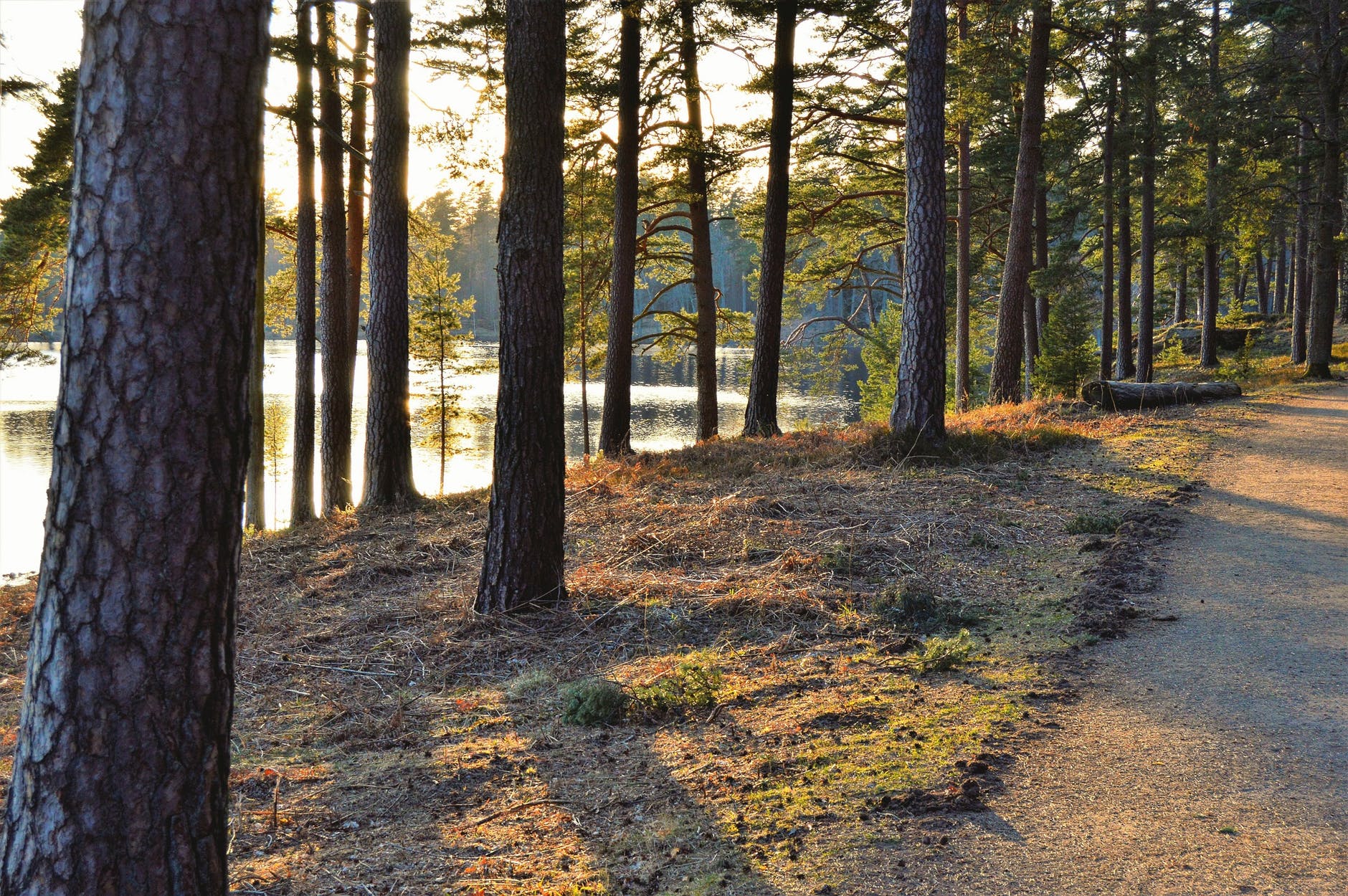 green trees beside body of water